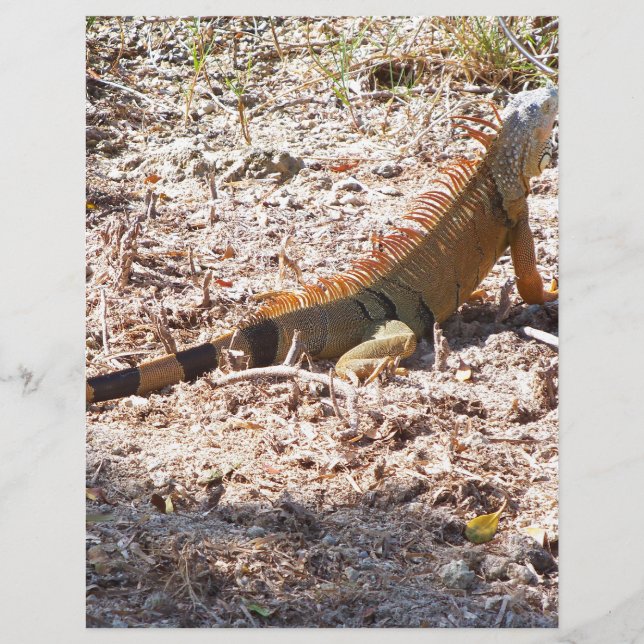 Orange Iguana jagt (Vorderseite)