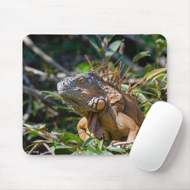 Orange Iguana, Wildlife Lizard Fotografie Mousepad (Mit Mouse)