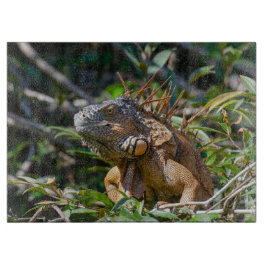 Orange Iguana, Wildlife Lizard Fotografie Schneidebrett