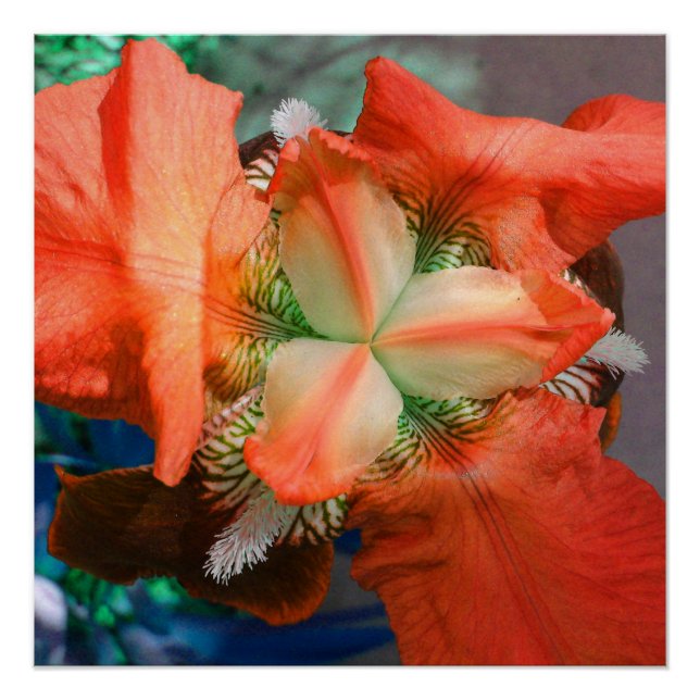Orange Iris Blume Perfektes Poster (Vorderseite)