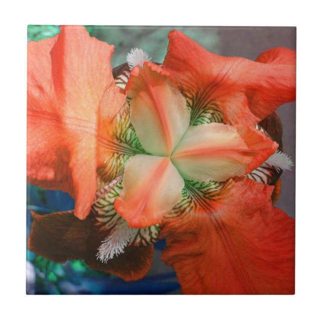 Orange Iris Blume Tile Fliese (Vorderseite)