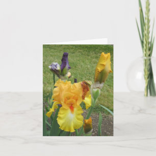 Orange Iris Kleine Note Karte