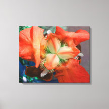 Orange Iris Leinwand