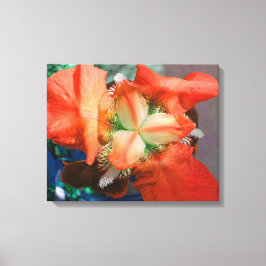 Orange Iris Leinwand