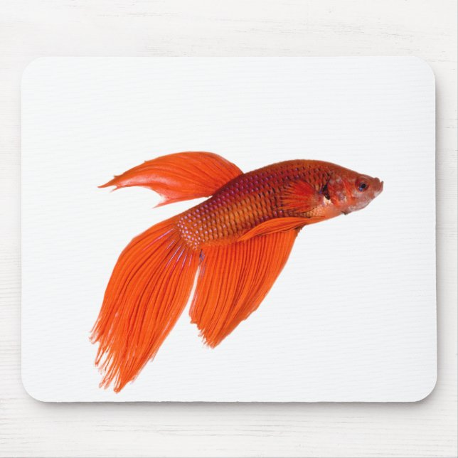 Orange Japanese Fighting Siamese Betta Fish Mousepad (Vorne)
