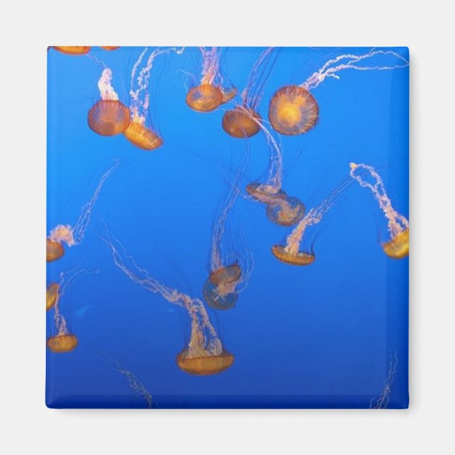 Orange Jellyfish Magnet (Vorne)