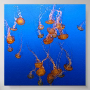 Orange Jellyfish Poster