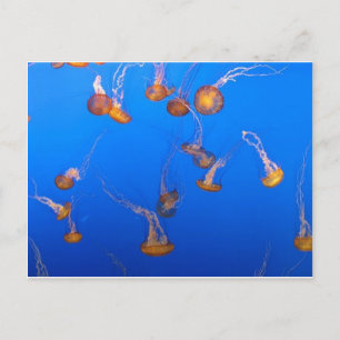 Orange Jellyfish Postkarte