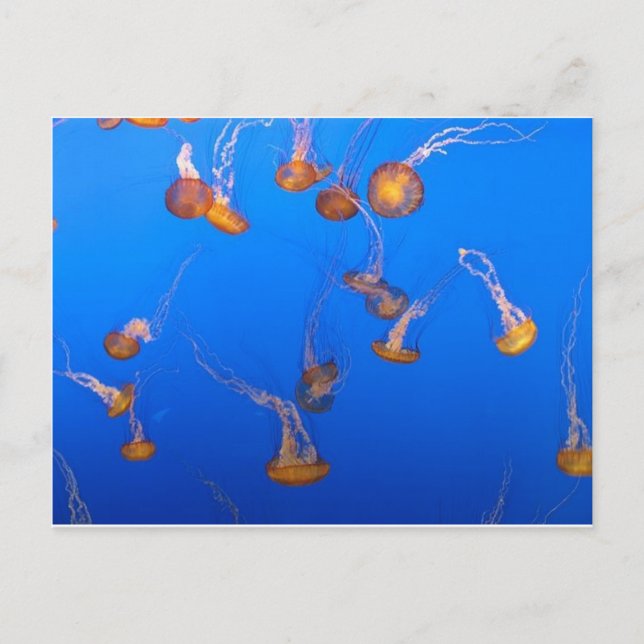 Orange Jellyfish Postkarte (Vorderseite)