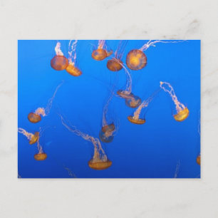 Orange Jellyfish Postkarte