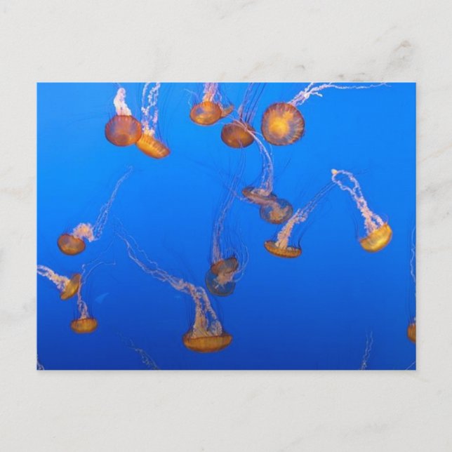 Orange Jellyfish Postkarte (Vorderseite)
