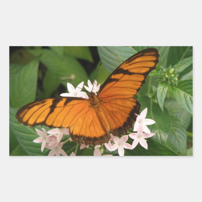 Orange Julia Butterfly Stickers (Vorderseite)