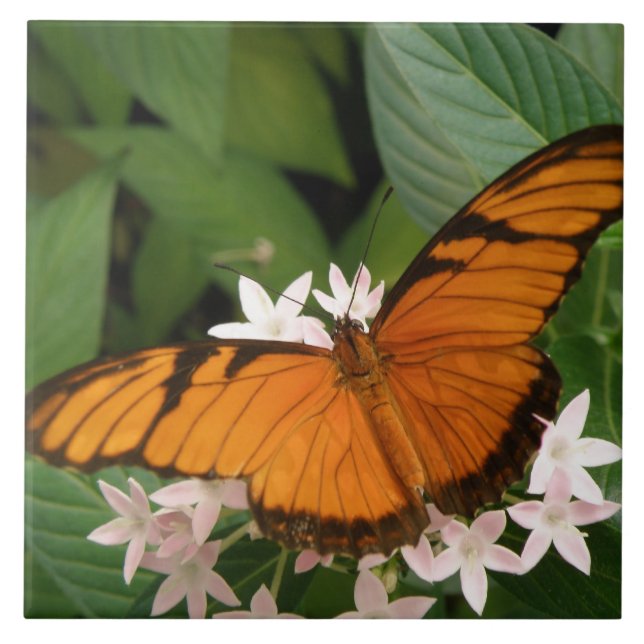 Orange Julia Butterfly Tile Fliese (Vorderseite)