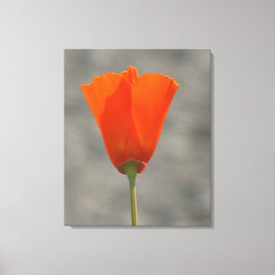 Orange Kalifornien-Blume Leinwanddruck