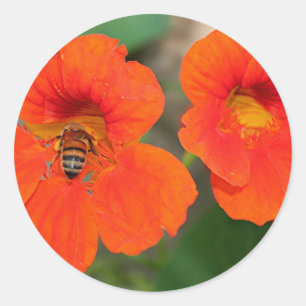 Orange Kapuzinerkäse-Blumen in der Blüte Runder Aufkleber