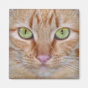 Orange Katzen-Magnet Magnet