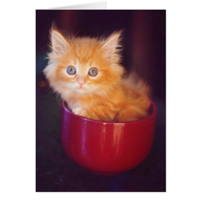 Orange Kitten in roter Tasse (Vorne)