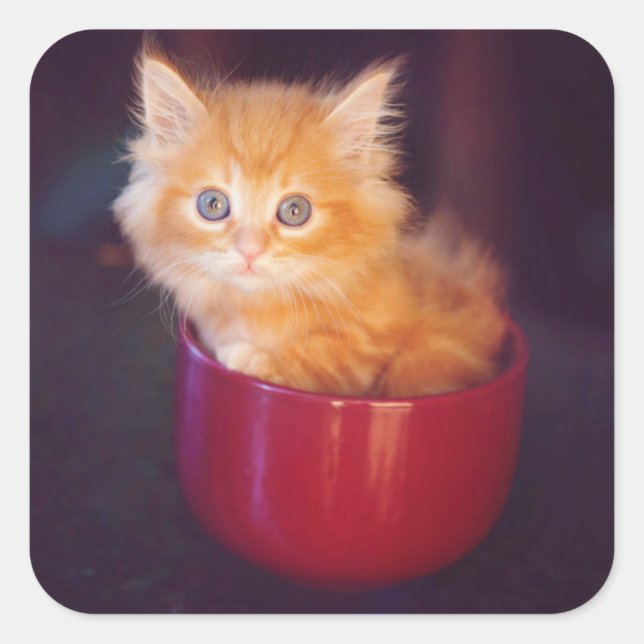 Orange Kitten in roter Tasse Quadratischer Aufkleber (Vorderseite)