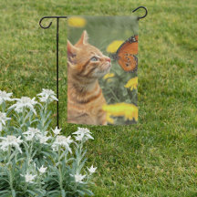 Orange Kitten Orange Butterfly