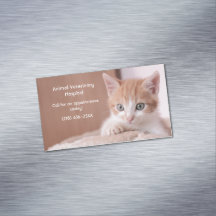 Orange Kitten Pet Care