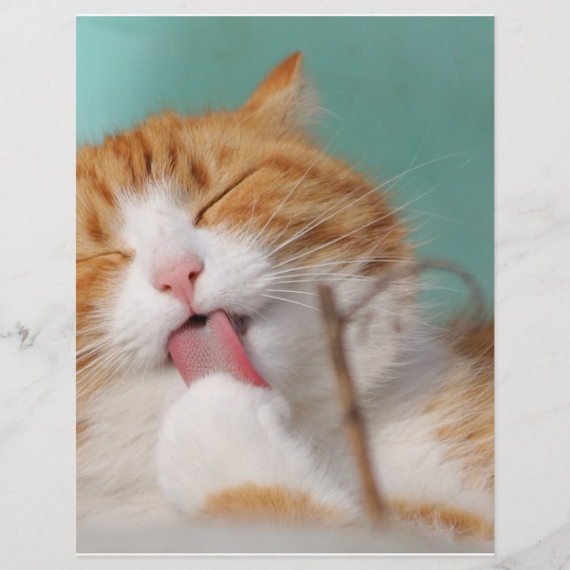 Orange Kitty Licks (Vorderseite)