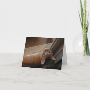 Orange kitty notecard von H.A.S. Arts Dankeskarte