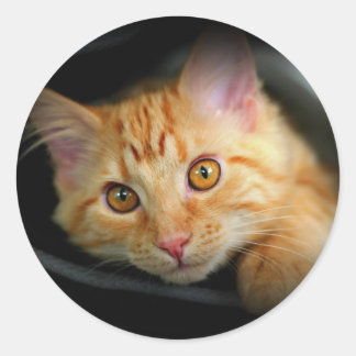 Orange Kitty Sticker