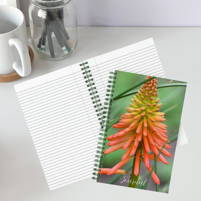 Orange Kniphofia Bloom Floral Notizbuch (In Situ)