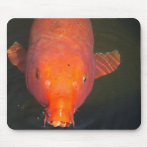 Orange-Koi-Fische Postkarte Mousepad