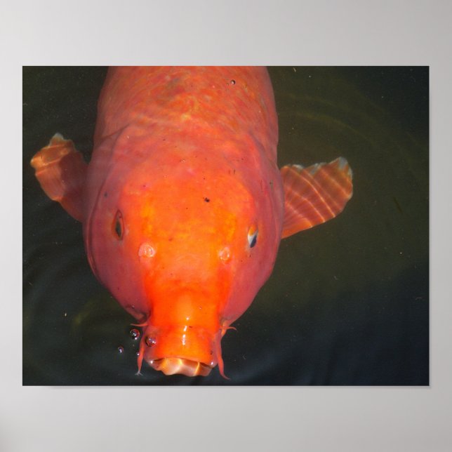 Orange Koi Poster (Vorne)
