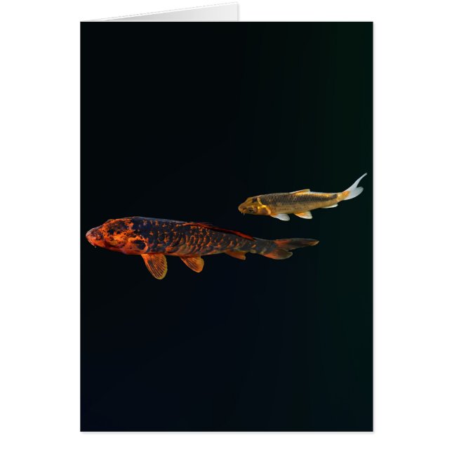 Orange Koi und Gold Koi (Vorne)