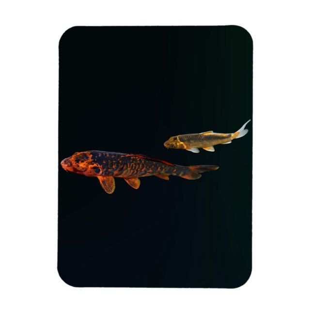 Orange Koi und Gold Koi Magnet (Vertikal)