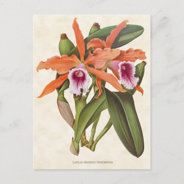 Orange Laelia Orchid Vintag Botanisch Postkarte (Vorderseite)