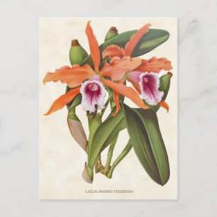 Orange Laelia Orchidee Vintage Botanik Postkarte