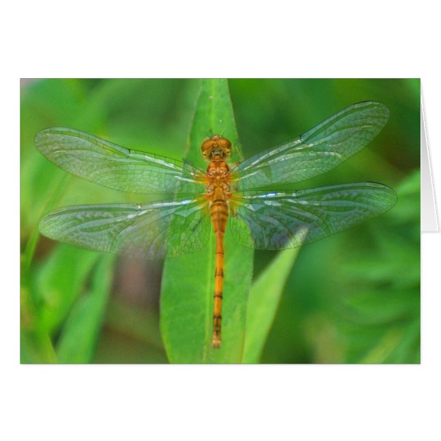 Orange Libelle (Vorderseite (Horizontal))