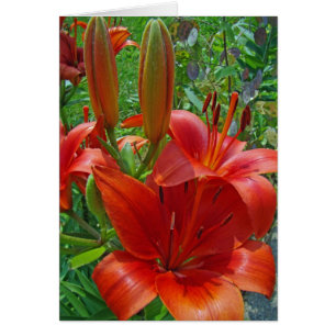 Orange Lilien-Blüten