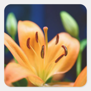 Orange Lilly Blume Blosso Quadratischer Aufkleber