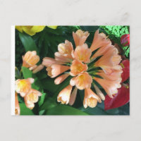 Orange Lilly