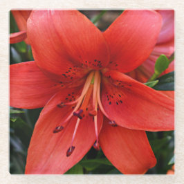 Orange Lily Bloom Floral Glasuntersetzer