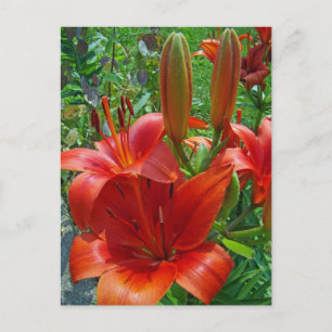 Orange Lily Blossoms Postkarte