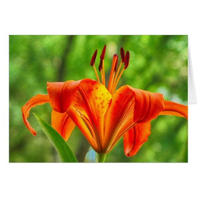 Orange Lily Blume (Vorderseite (Horizontal))