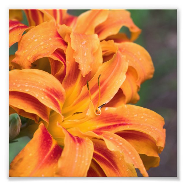 Orange Lily Blume Fotodruck (Vorne)