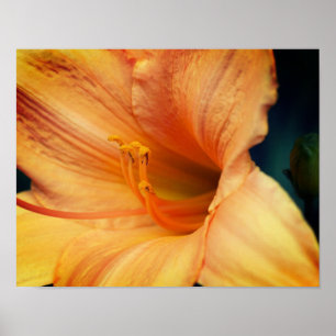 Orange Lily Blume Nah Up Poster