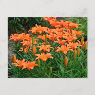 Orange Lily Blume Postkarte
