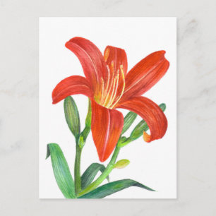 Orange Lily Botanical Illustration Postkarte