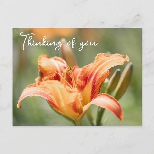 Orange Lily denkt an Sie Postkarte (Vorderseite)