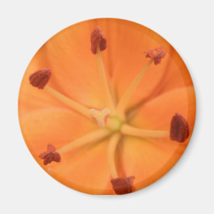 Orange Lily Floral Magnet