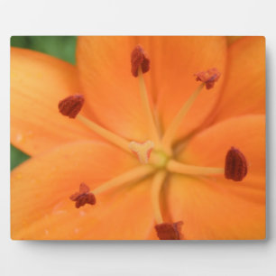 Orange Lily Floral Plaque Fotoplatte