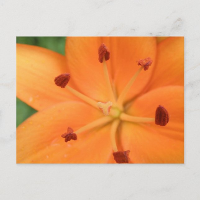 Orange Lily Floral Postkarte (Vorderseite)