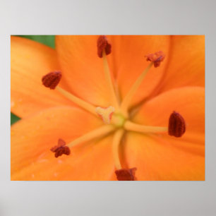 Orange Lily Floral Print Poster